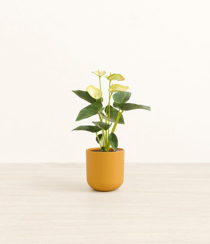 Sunset Orange*****Profile