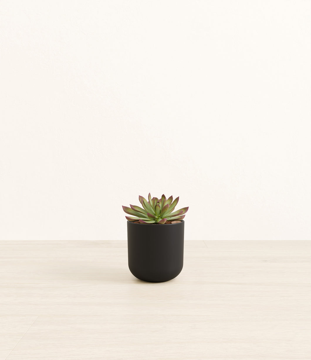 Stone Black*****Profile