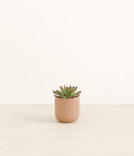 Load image into Gallery viewer, Striped Peach Pink*****Profile

