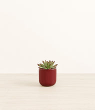 Load image into Gallery viewer, Striped Cherry Red*****Profile
