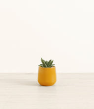 Load image into Gallery viewer, Mustard*****Profile
