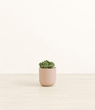 Load image into Gallery viewer, Sandy Pink*****Profile
