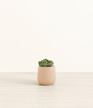 Load image into Gallery viewer, Gentle Pink*****Profile
