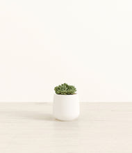 Load image into Gallery viewer, White*****Profile
