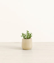 Load image into Gallery viewer, Almond Green*****Profile

