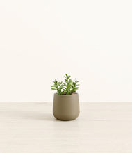 Load image into Gallery viewer, Olive*****Profile
