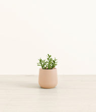 Load image into Gallery viewer, Gentle Pink*****Profile

