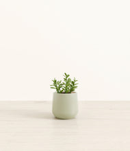 Load image into Gallery viewer, Turquoise*****Profile
