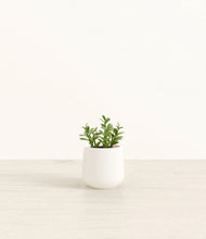Load image into Gallery viewer, White*****Profile
