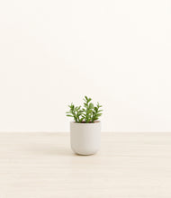 Load image into Gallery viewer, Natural Bamboo*****Profile
