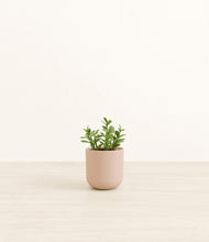 Load image into Gallery viewer, Sandy Pink*****Profile
