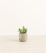 Load image into Gallery viewer, Sage Green*****Profile
