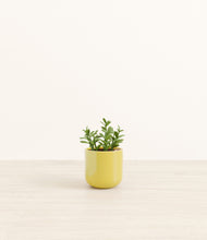 Load image into Gallery viewer, Key Lime Yellow*****Profile
