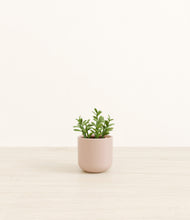 Load image into Gallery viewer, Sandy Pink*****Profile
