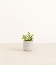 Load image into Gallery viewer, Snowdrift White*****Profile
