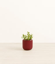 Load image into Gallery viewer, Striped Cherry Red*****Profile
