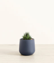 Load image into Gallery viewer, Deep Navy*****Succulent
