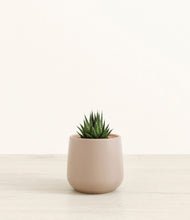 Load image into Gallery viewer, Eternal Gray*****Succulent
