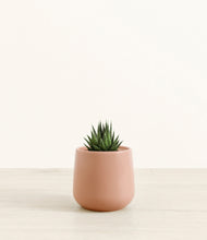Load image into Gallery viewer, Calm Rose*****Succulent
