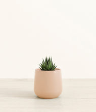 Load image into Gallery viewer, Gentle Pink*****Succulent
