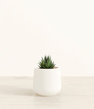 Load image into Gallery viewer, White*****Succulent
