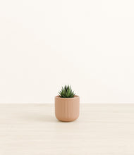 Load image into Gallery viewer, Striped Peach Pink*****Profile
