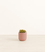 Load image into Gallery viewer, Striped Rose Pink*****Profile

