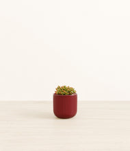 Load image into Gallery viewer, Striped Cherry Red*****Profile
