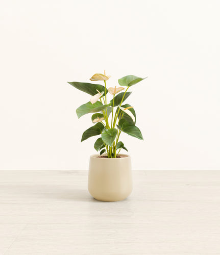 Almond Green*****Profile