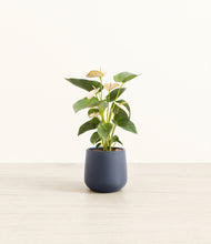 Load image into Gallery viewer, Deep Navy*****Profile
