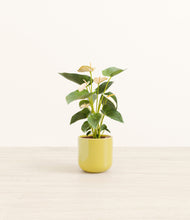 Load image into Gallery viewer, Key Lime Yellow*****Profile
