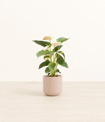 Sandy Pink*****Profile