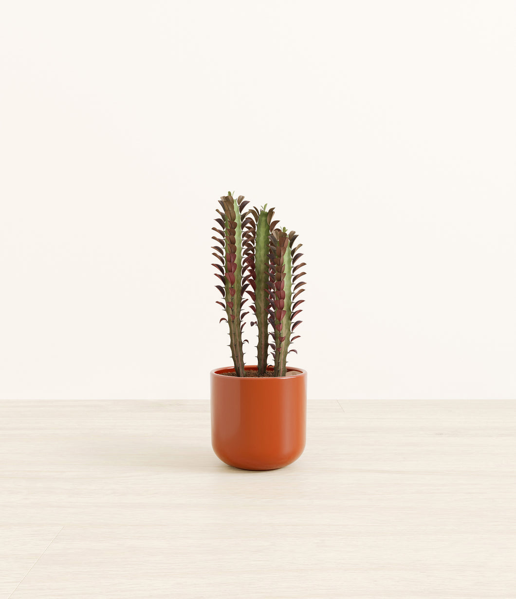 Glossy Red*****Profile