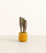 Load image into Gallery viewer, Mustard*****Profile
