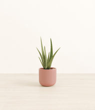 Load image into Gallery viewer, Striped Rose Pink*****Profile
