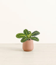 Load image into Gallery viewer, Calm Rose*****Profile
