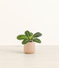 Load image into Gallery viewer, Gentle Pink*****Profile
