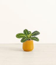 Load image into Gallery viewer, Mustard*****Profile
