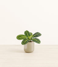 Load image into Gallery viewer, Sage Green*****Profile
