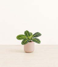 Load image into Gallery viewer, Sandy Pink*****Profile
