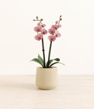 Load image into Gallery viewer, Almond Green*****Profile
