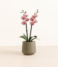 Load image into Gallery viewer, Olive*****Profile
