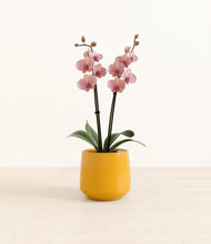 Load image into Gallery viewer, Mustard*****Profile

