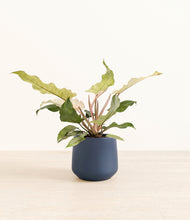 Load image into Gallery viewer, Deep Navy*****Profile
