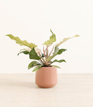 Load image into Gallery viewer, Calm Rose*****Profile
