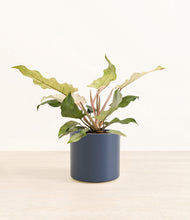 Load image into Gallery viewer, Deep Navy*****Profile
