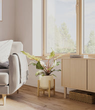Load image into Gallery viewer, Almond Green stand:bamboo
