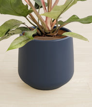 Load image into Gallery viewer, Deep Navy stand:all
