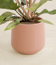 Load image into Gallery viewer, Calm Rose stand:all
