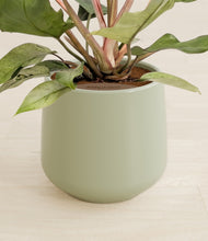 Load image into Gallery viewer, Turquoise stand:all
